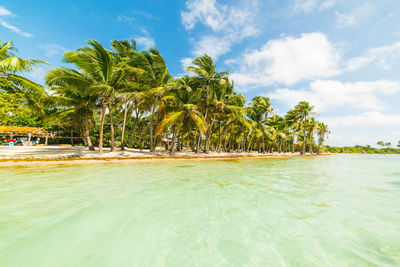 Scenic view of palm trees on beach against sky