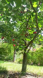 Plants growing on tree