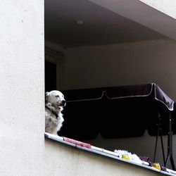 High angle view of dog looking through wall