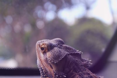 Close-up of giraffe outdoors
