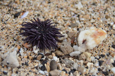 Close-up of coral in sea