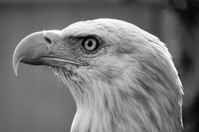 Close-up of eagle