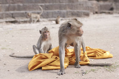 Monkey sitting outdoors