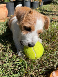 Portrait of dog with ball on grass