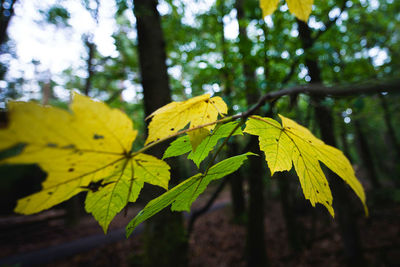 Close-up of yellow maple leaves