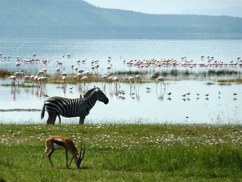 Flamingos in lake