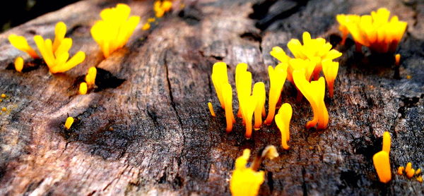 Close-up of yellow flowers on wood