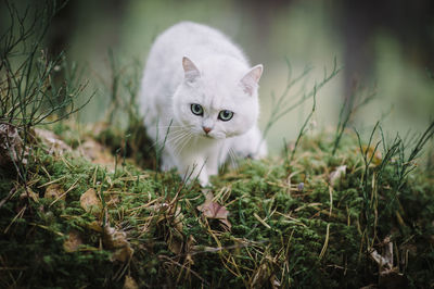 Portrait of white kitten on field