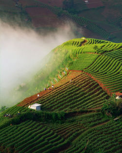 Scenic view of agricultural field