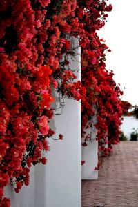 Red flowers growing on tree