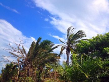 Low angle view of trees against cloudy sky