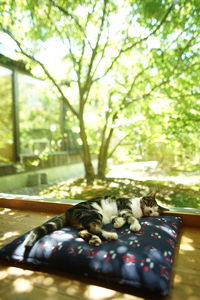 Cat resting on a tree