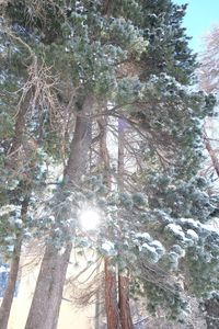 Low angle view of trees in forest