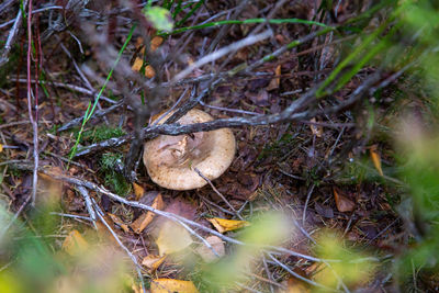 High angle view of mushroom growing on field