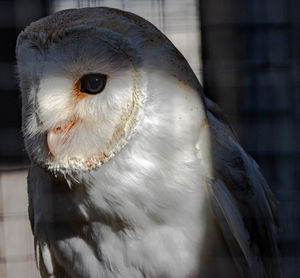 Close-up of a bird
