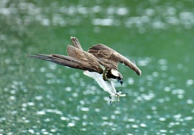 Bird flying over lake