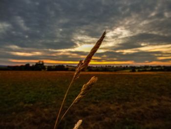 Scenic view of field against sky at sunset