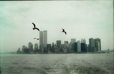 Birds flying over lake in city against sky