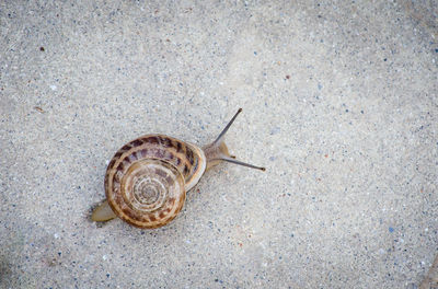 High angle view of snail on land