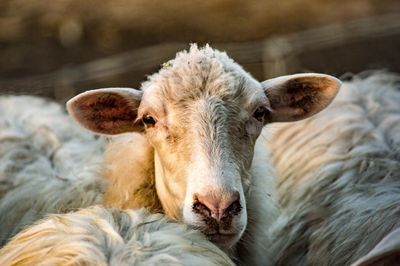 Close-up portrait of sheep