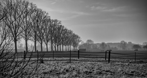 Trees on field against sky