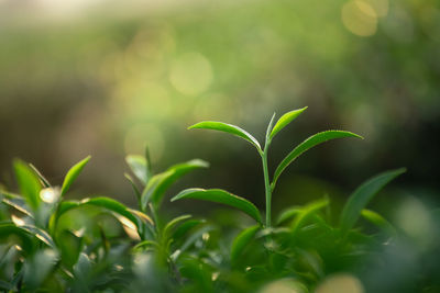 Close-up of fresh green plant