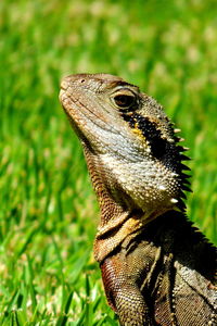 Close-up of australian water dragon