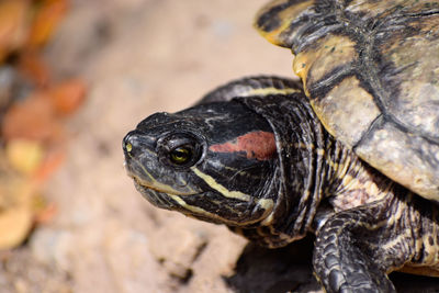 Close-up of a turtle