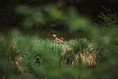 View of a goose on grass