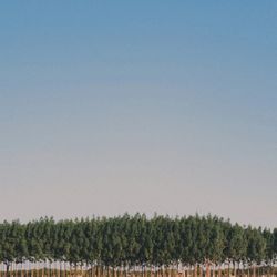 Trees on landscape against clear sky