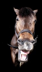 Close-up portrait of a horse