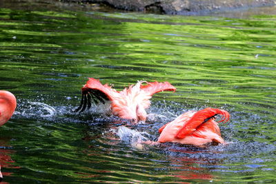 Fish swimming in lake