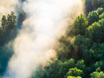 Enchanting sunrise mist over majestic forest in northern europe