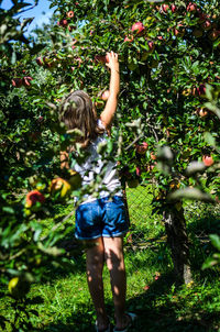 Rear view of girl picking fruit from trees