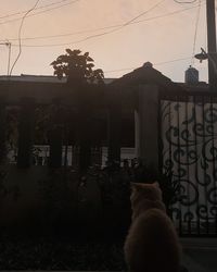 Cat looking away against building