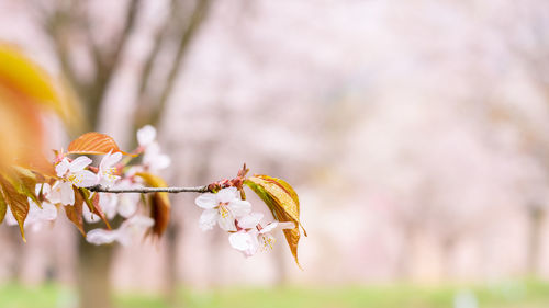 Close-up of cherry blossom on plant