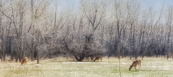 Bare trees on grassy field