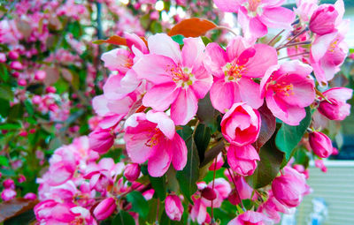 Close-up of pink cherry blossoms