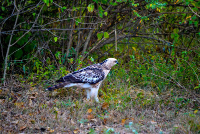 Side view of eagle in forest