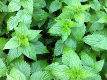 Full frame shot of green leaves