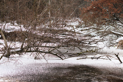 Bare trees on snow covered field