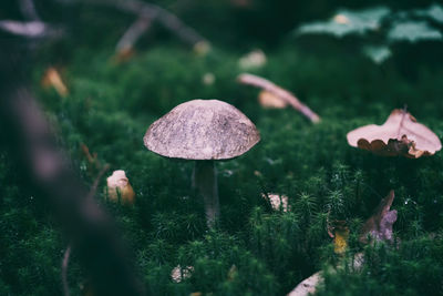 Close-up of fly agaric mushroom