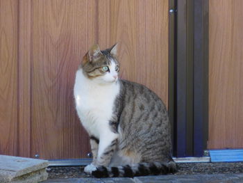 Close-up of cat sitting on door