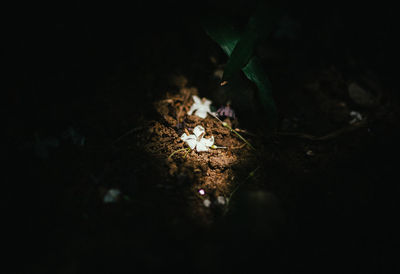 High angle view of flowering plant on field at night