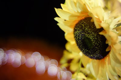 Close-up of yellow flowering plant