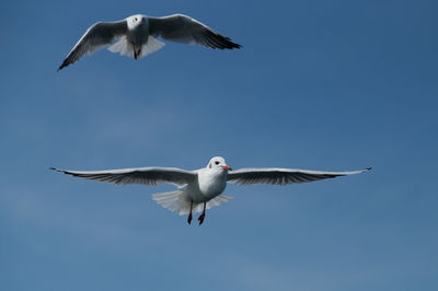 Low angle view of seagulls flying against cloudy sky