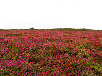 Scenic view of pink flowering plants on field against sky