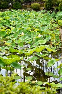 Close-up of lotus water lily