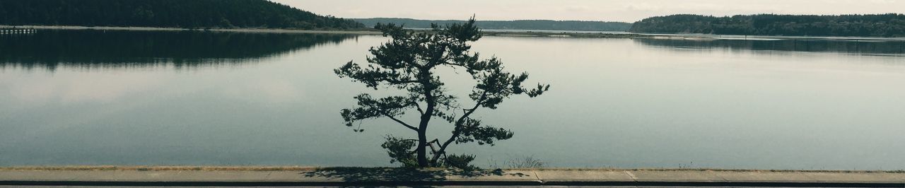 Reflection of trees in lake