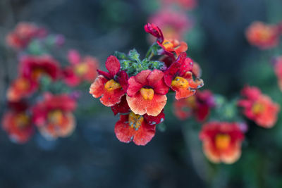 Close-up of red flowering plant